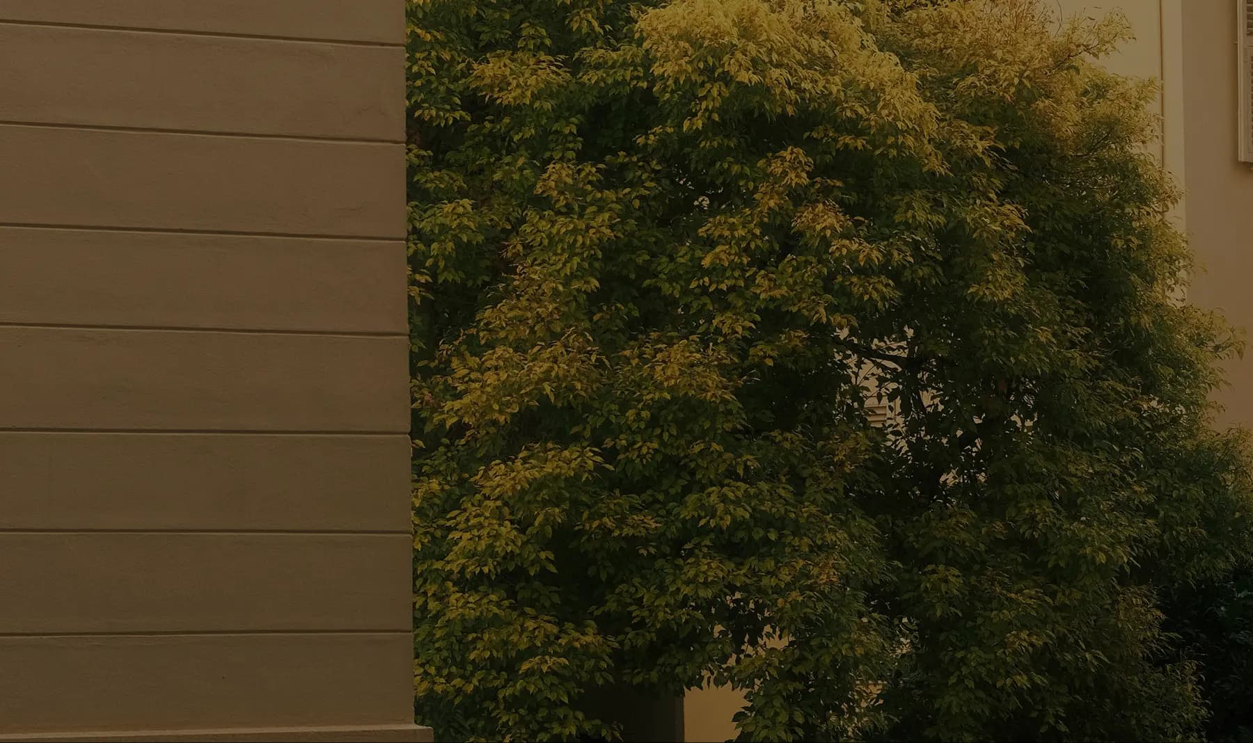 Dense green foliage of a tree partially covering a beige building wall.